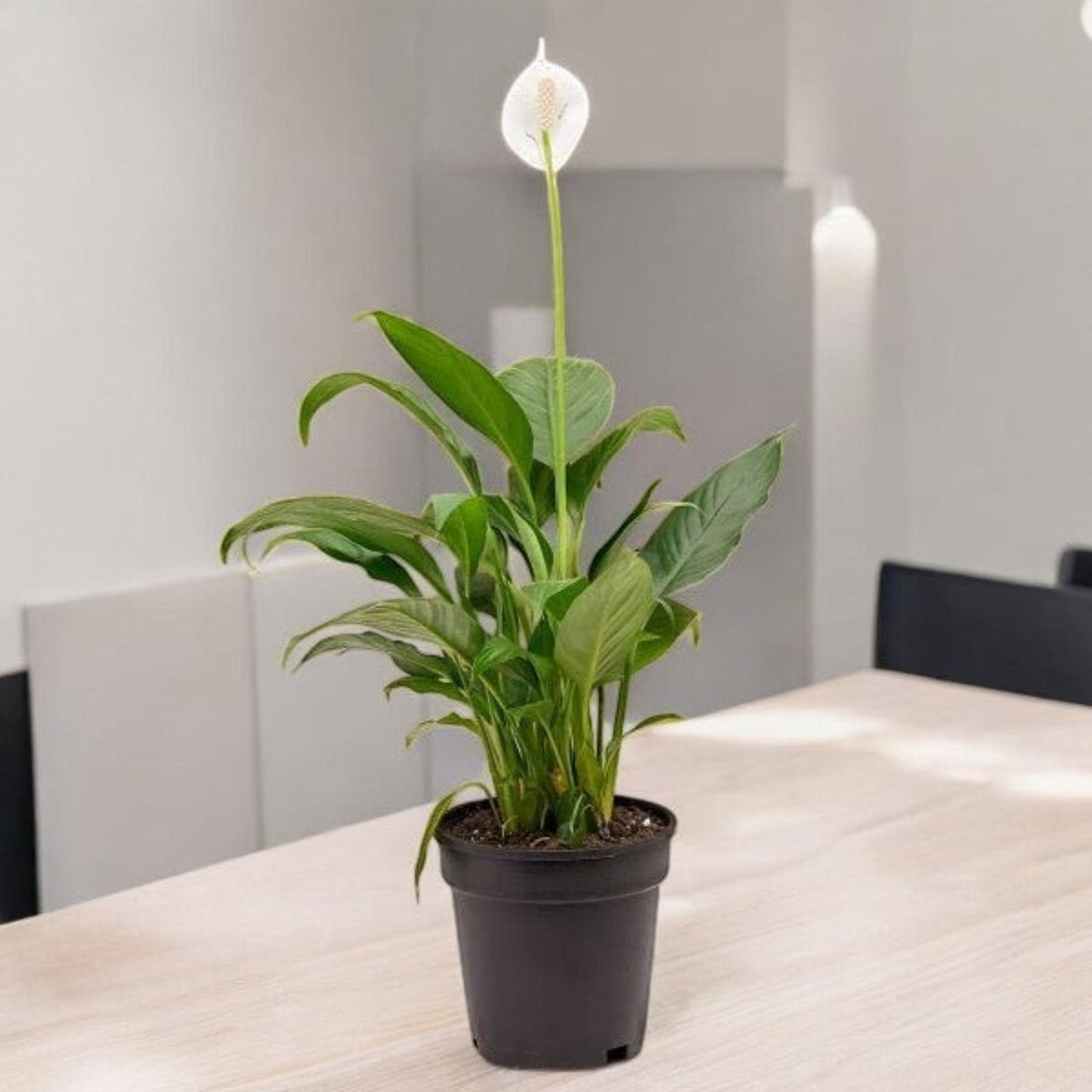 Peace Lily – Spathiphyllum spp. | Indoor Plants | Air Purifying Houseplant in Pot