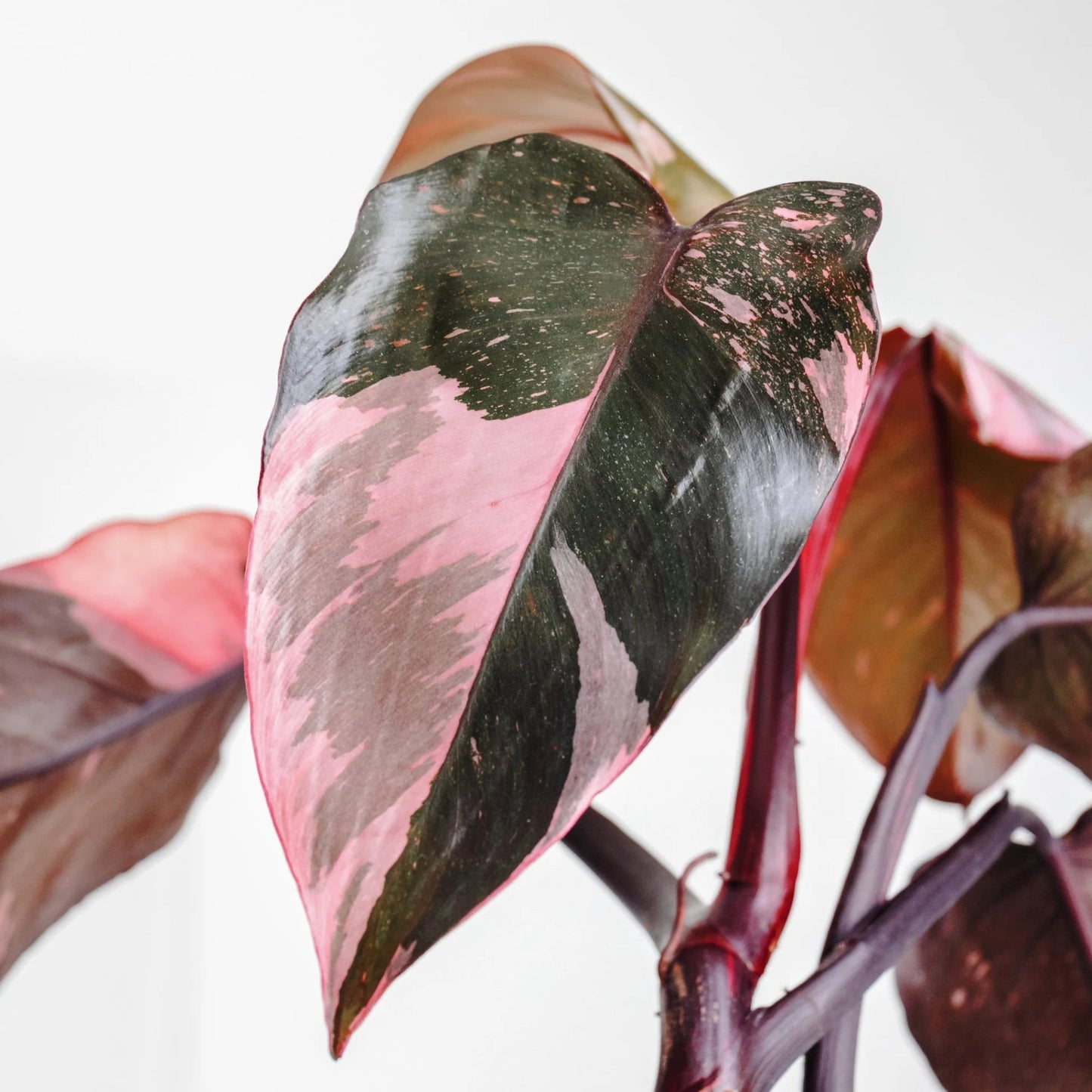 Philodendron Pink Princess – Philodendron erubescens | Home Decor Indoor Plant | Vibrant Pink Foliage