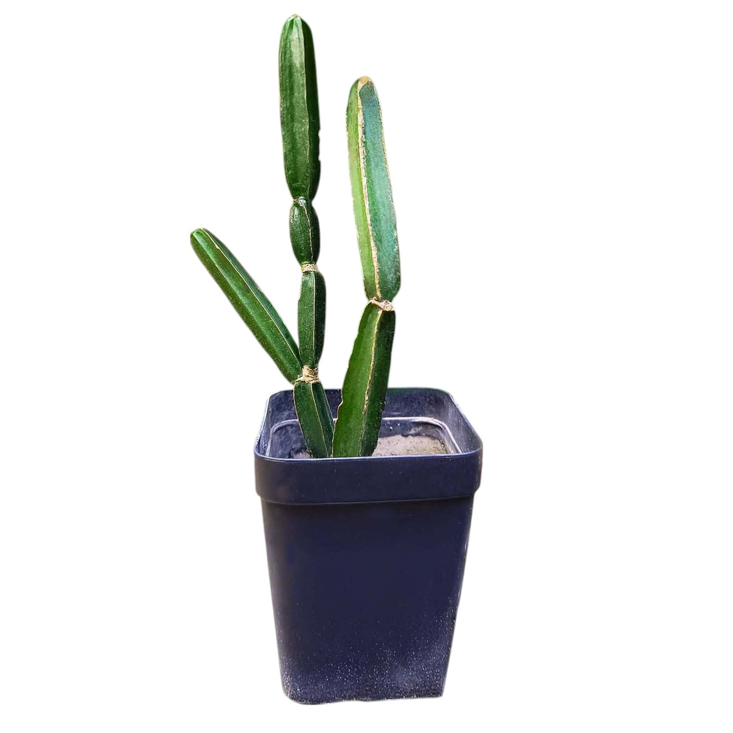 Pirandai Plant | Medicinal Herb Known for Bone Health and Joint Pain Relief