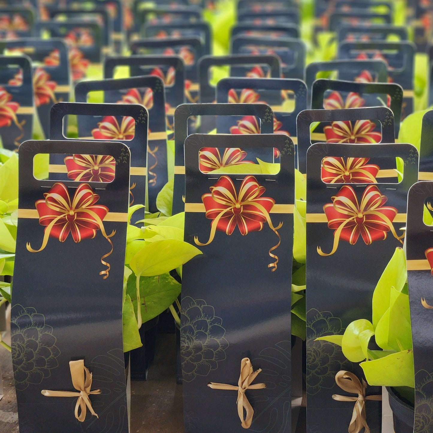 Premium Gift Package | Special Plant Gift Box | Unboxing Delight with Carefully Curated Plants