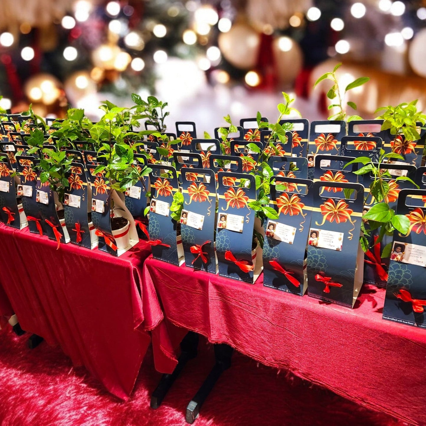 Premium Gift Package | Indoor Plants Gift Box | Beautifully Packaged for Gifting