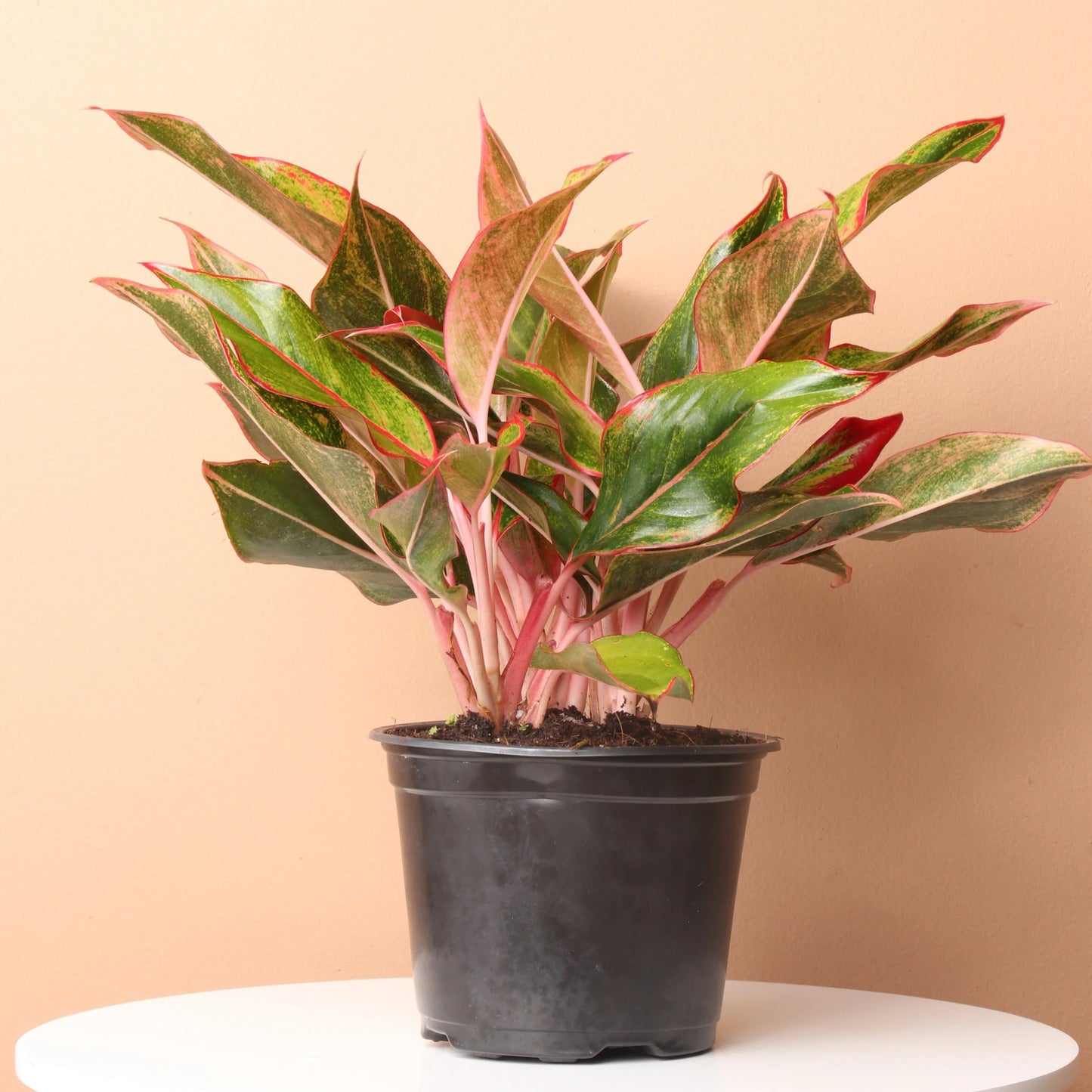 Red Aglaonema – Aglaonema hybrid | Home Decor Indoor Plant | Elegant Red Foliage