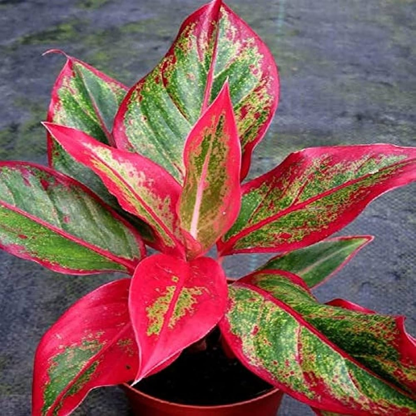 Red Aglaonema Growing in a Pot in a Living Room | Low Maintenance Indoor Plant