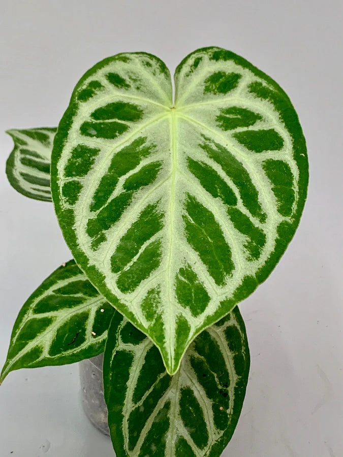 Crystallinum – Anthurium crystallinum | Indoor Plants | Plant Centre