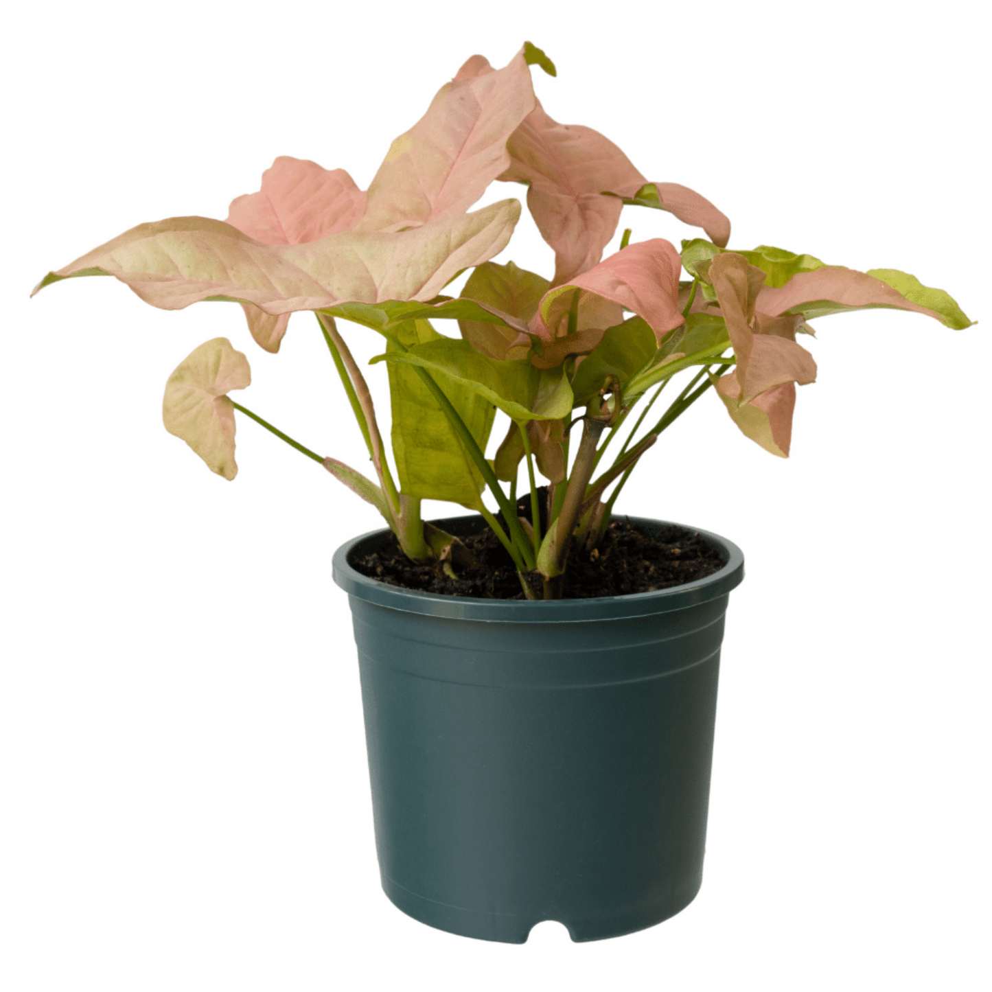 Syngonium Pink – Syngonium podophyllum 'Pink' | Indoor Plants | Vibrant Green and Pink Leaves in Pot