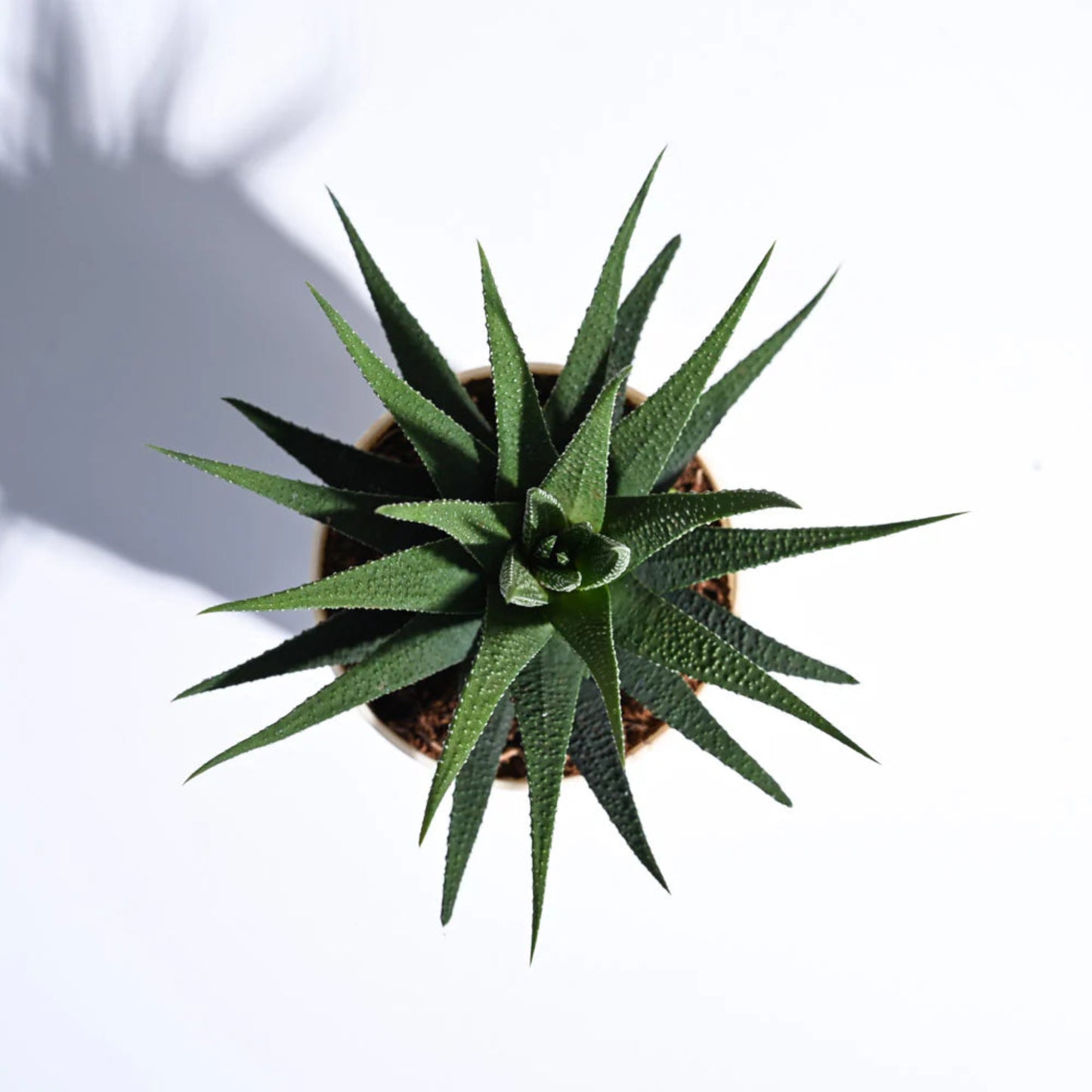 Zebra Cactus – Haworthiopsis attenuata | Home Garden Succulent | Unique Decorative Plant