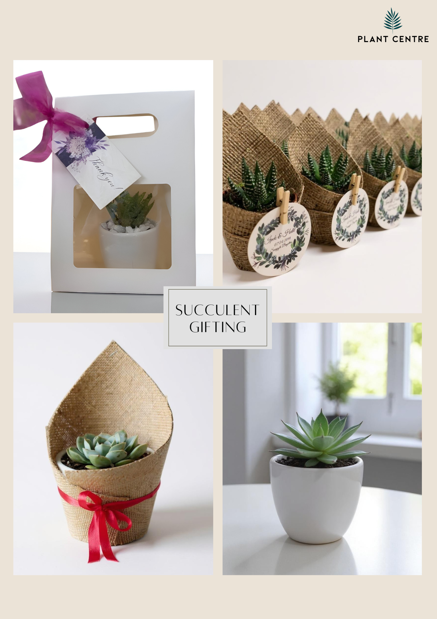 Succulent Gifting