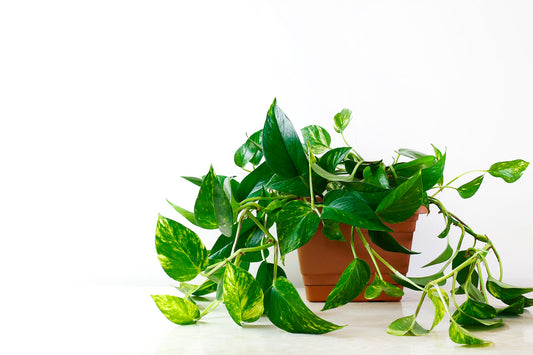 Money Plant (Green)