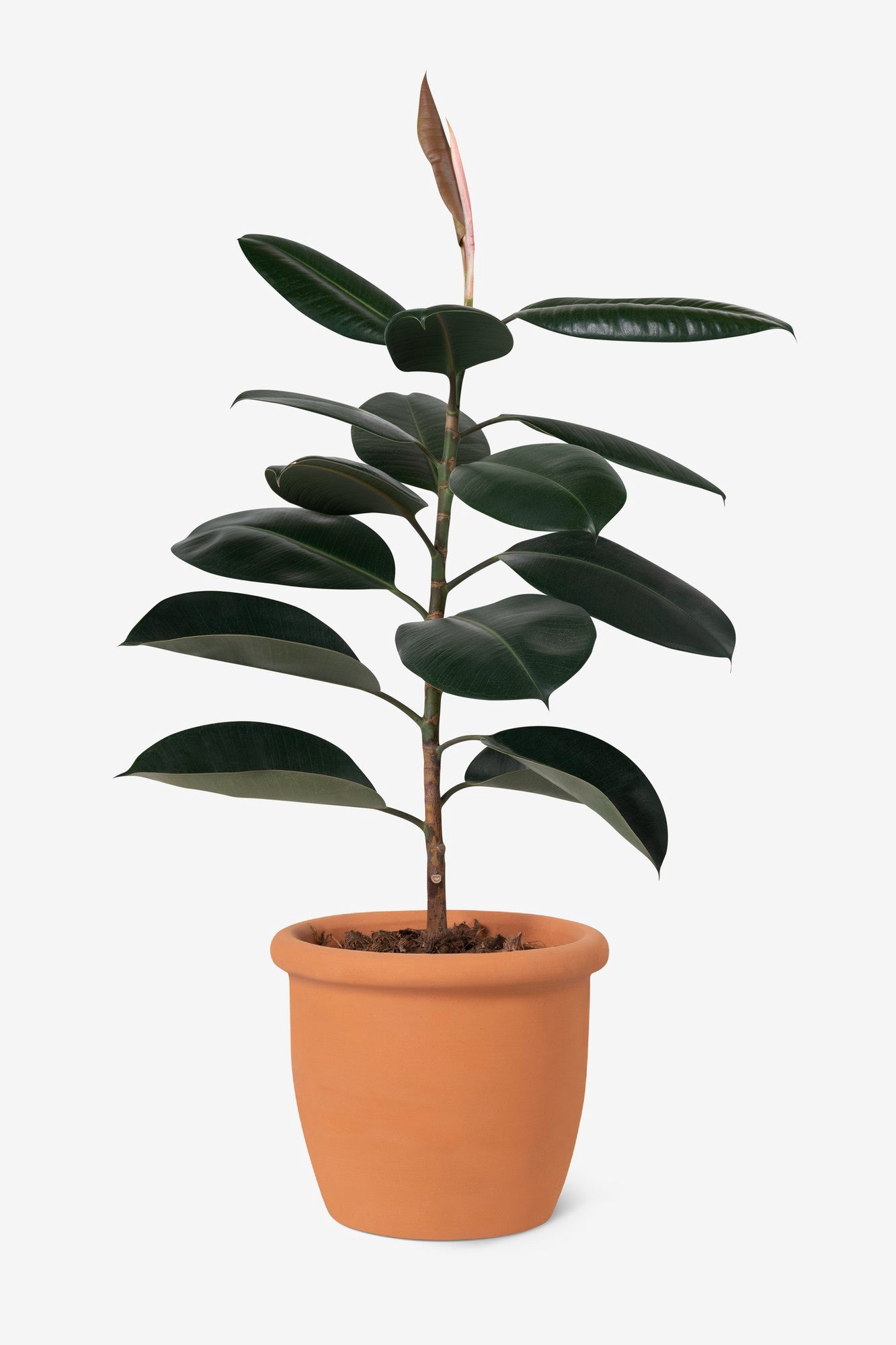 Rubber Plant