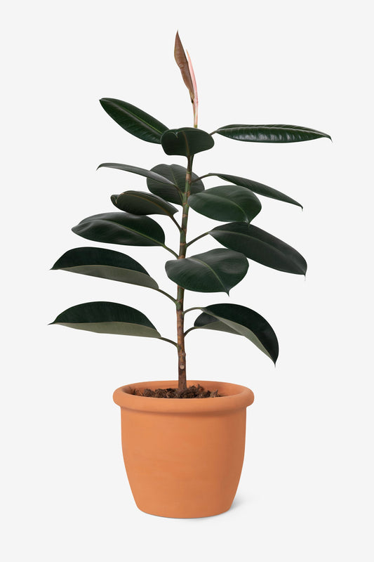 Rubber Plant