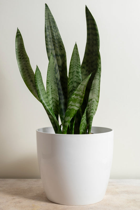 Snake Plant