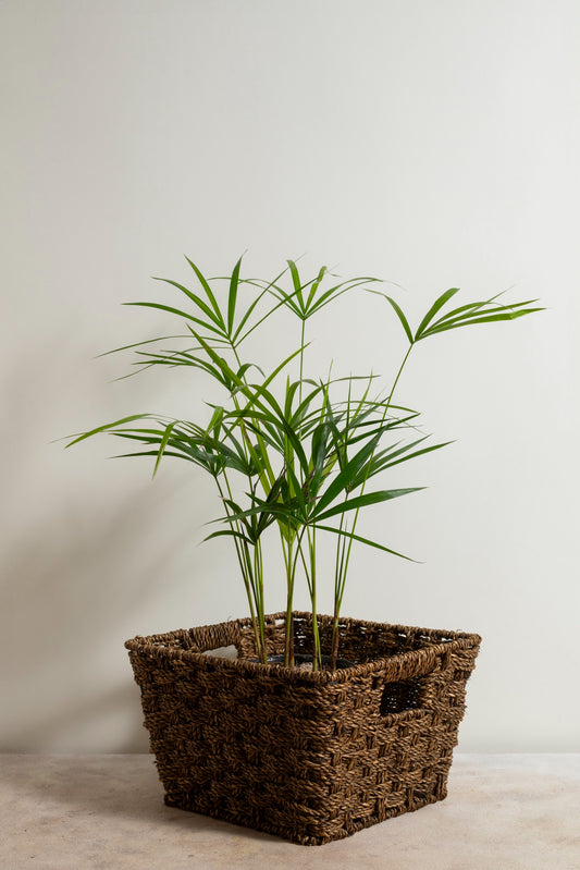 Areca palm