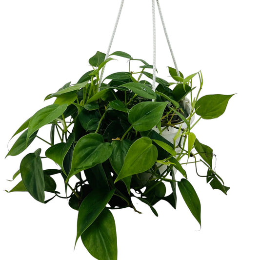 Philodendron Oxycardium Green Plant in Hanging Pot | Easy-Care Indoor Plant