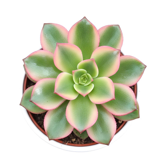 Aeonium Haworthii | Beautiful Rosette Succulent