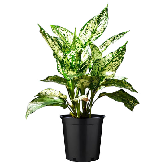 Aglaonema Evergreen | Low Maintenance Indoor Plant for Home & Office