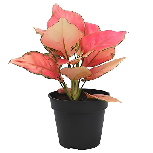 Aglaonema Lady Valentine | Low Maintenance Indoor Plant for Home & Office