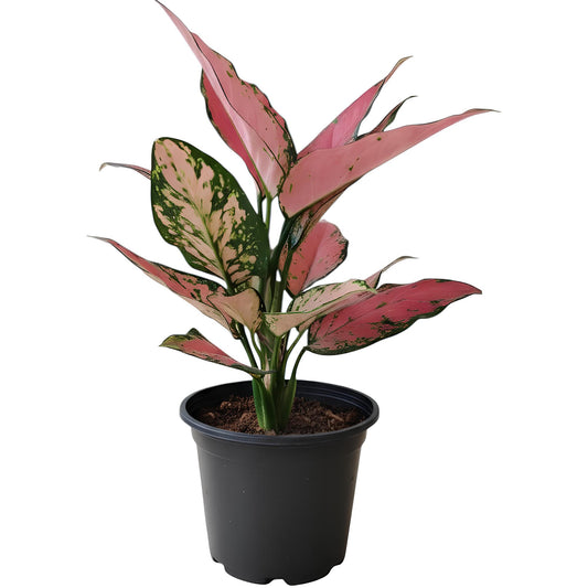 Aglaonema Pink | Low Maintenance Indoor Plant for Home & Office