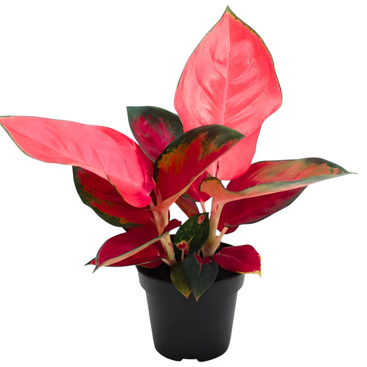 Aglaonema Red Anjamani | Low Maintenance Indoor Plant for Home & Office