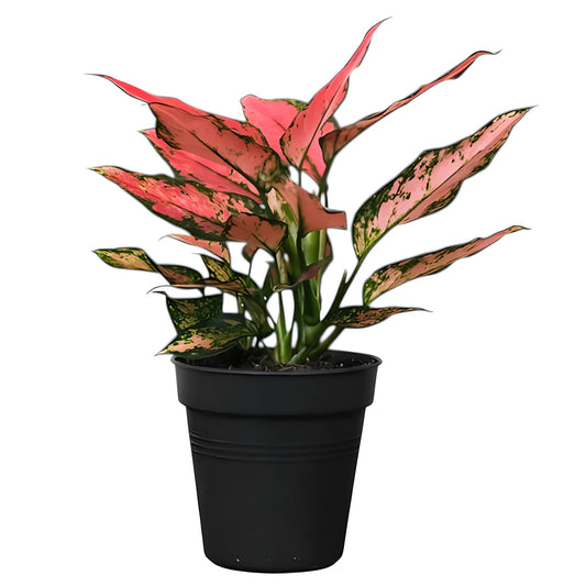 Aglaonema Red Valentine | Low Maintenance Indoor Plant for Home & Office