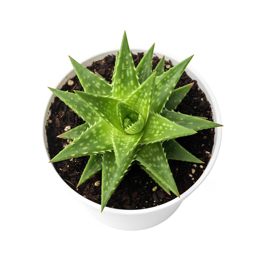 Aloe Juvenna | Unique Spiky Succulent