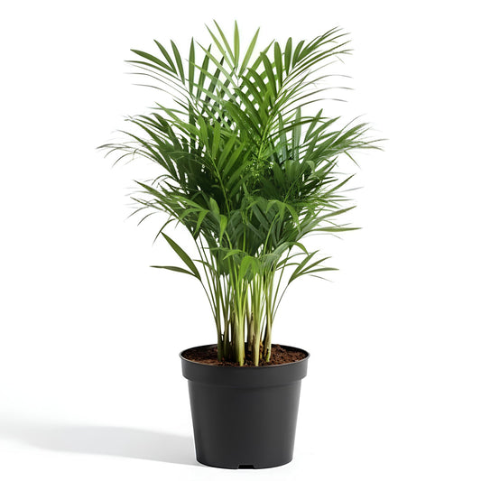 Potted green plant on a white background