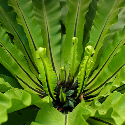 Pet-safe indoor fern for bathrooms and shelves