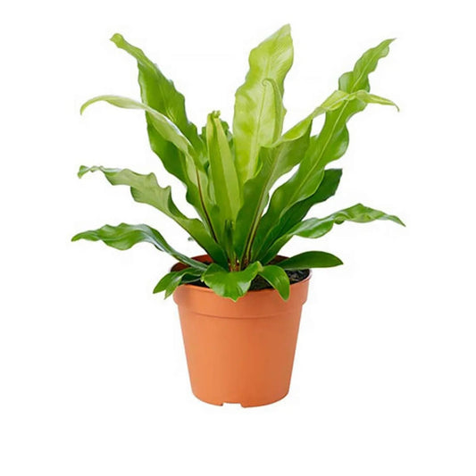 Bird’s Nest Fern plant with glossy green fronds