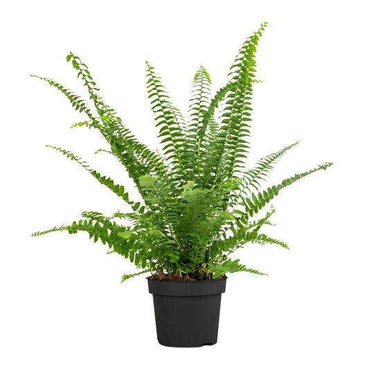 Boston Fern (Nephrolepis exaltata) | Lush Indoor Hanging Plant for Home & Office