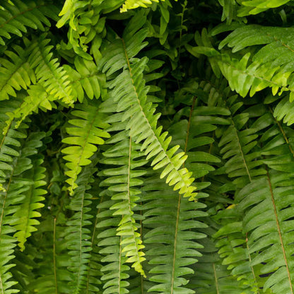Pet-safe indoor air-purifying fern in pot