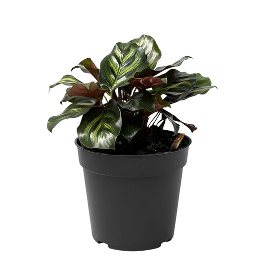 Calathea Makoyana (Peacock Plant) | Low Maintenance Indoor Plant for Home & Office