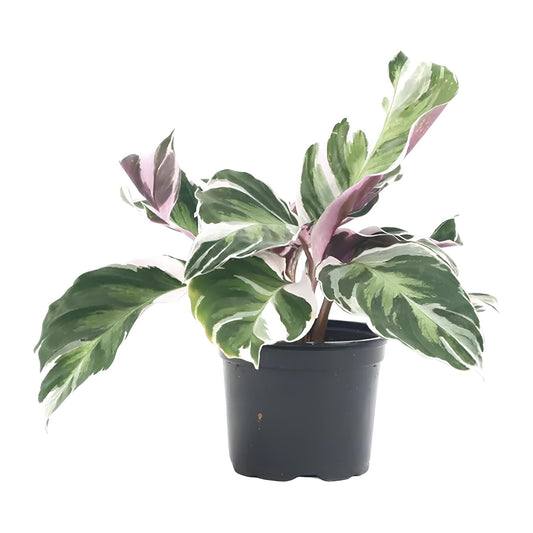 Calathea White Fusion | Low Maintenance Indoor Plant for Home & Office
