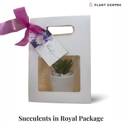 Succulents in Royal Package