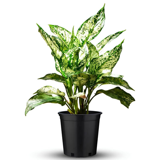 Chinese Evergreen (Aglaonema) | Low Maintenance Indoor Plant for Home & Office