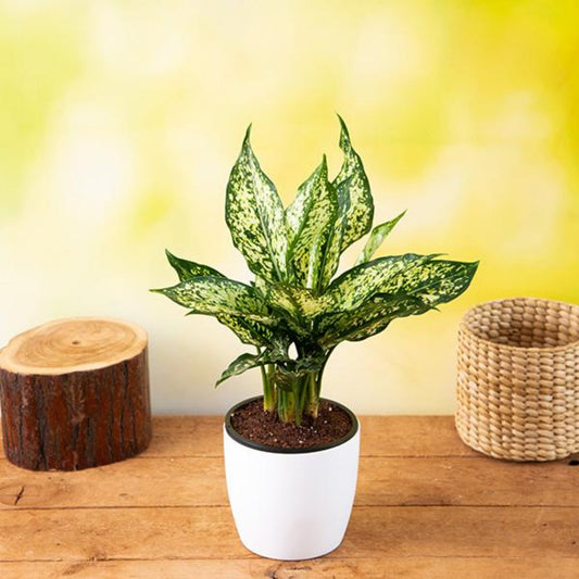 Chinese Evergreen Aglaonema with silver-green leaves