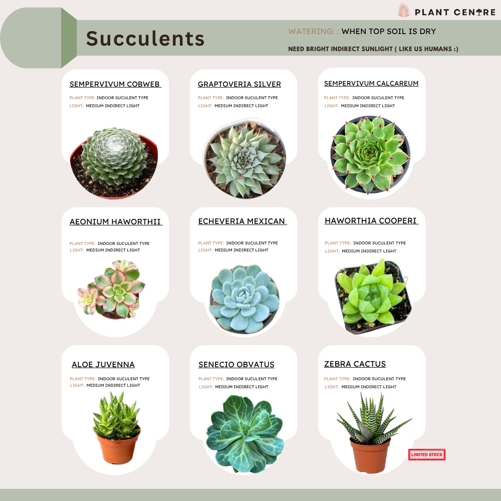 Succulents in Elite Package-1