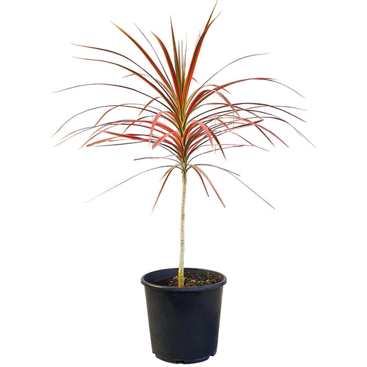 Dracaena Marginata | Low Maintenance Indoor Plant for Home & Office