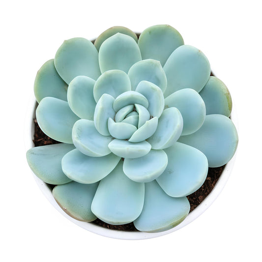 Echeveria Mexican Snowball | Beautiful Rosette Succulent