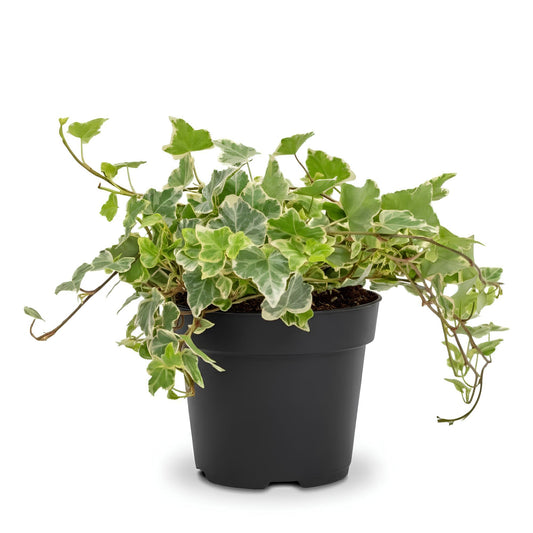 English Ivy (Hedera helix) | Trailing Indoor Plant for Home & Office