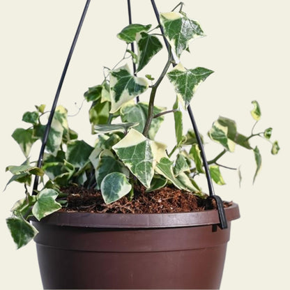 Indoor hanging ivy plant with air-purifying properties