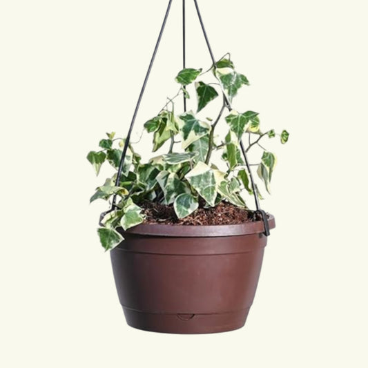 English Ivy in pot trailing down shelf