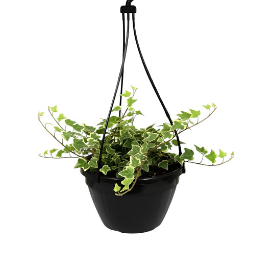 English Ivy (Hedera helix) | Low Maintenance Trailing Indoor Plant for Home & Office