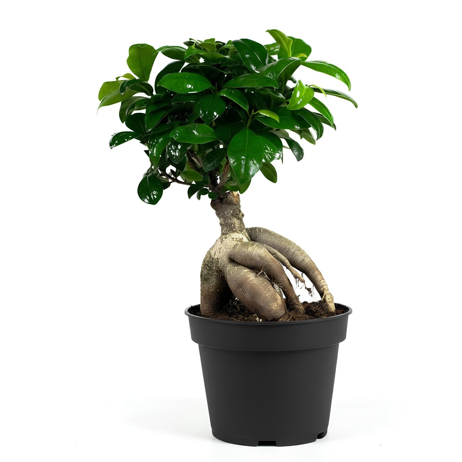 Ficus Microcarpa (Ficus retusa ‘Microcarpa’) | Low Maintenance Indoor Plant for Home & Office