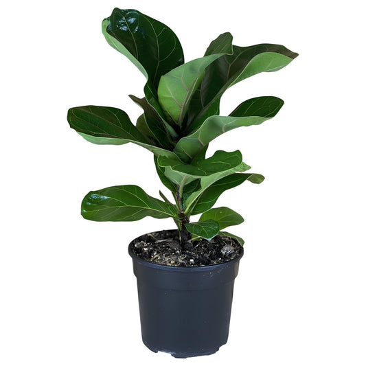 Fiddle Leaf Fig | Indoor Plant with Large Glossy Violin-Shaped Leaves