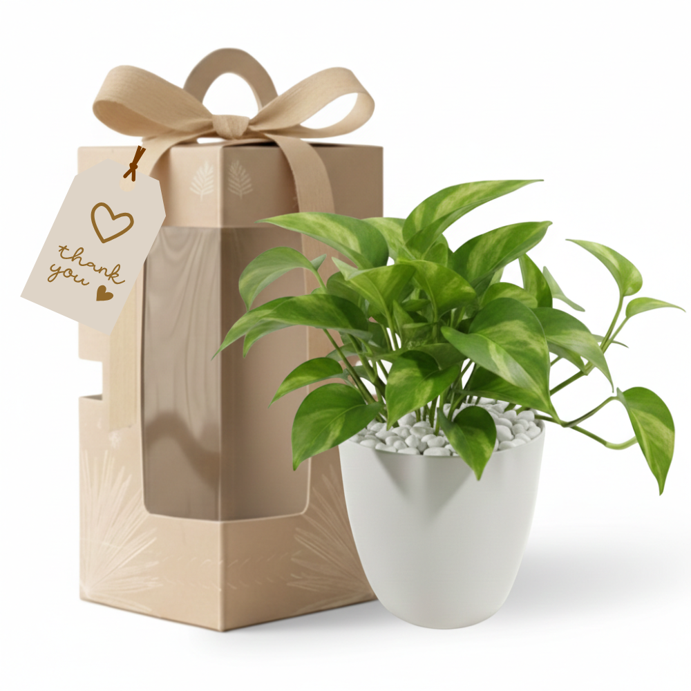 Gifting - Executive Package