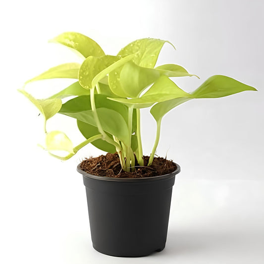 Golden Pothos (Epipremnum aureum) | Low Maintenance Indoor Plant for Home & Office