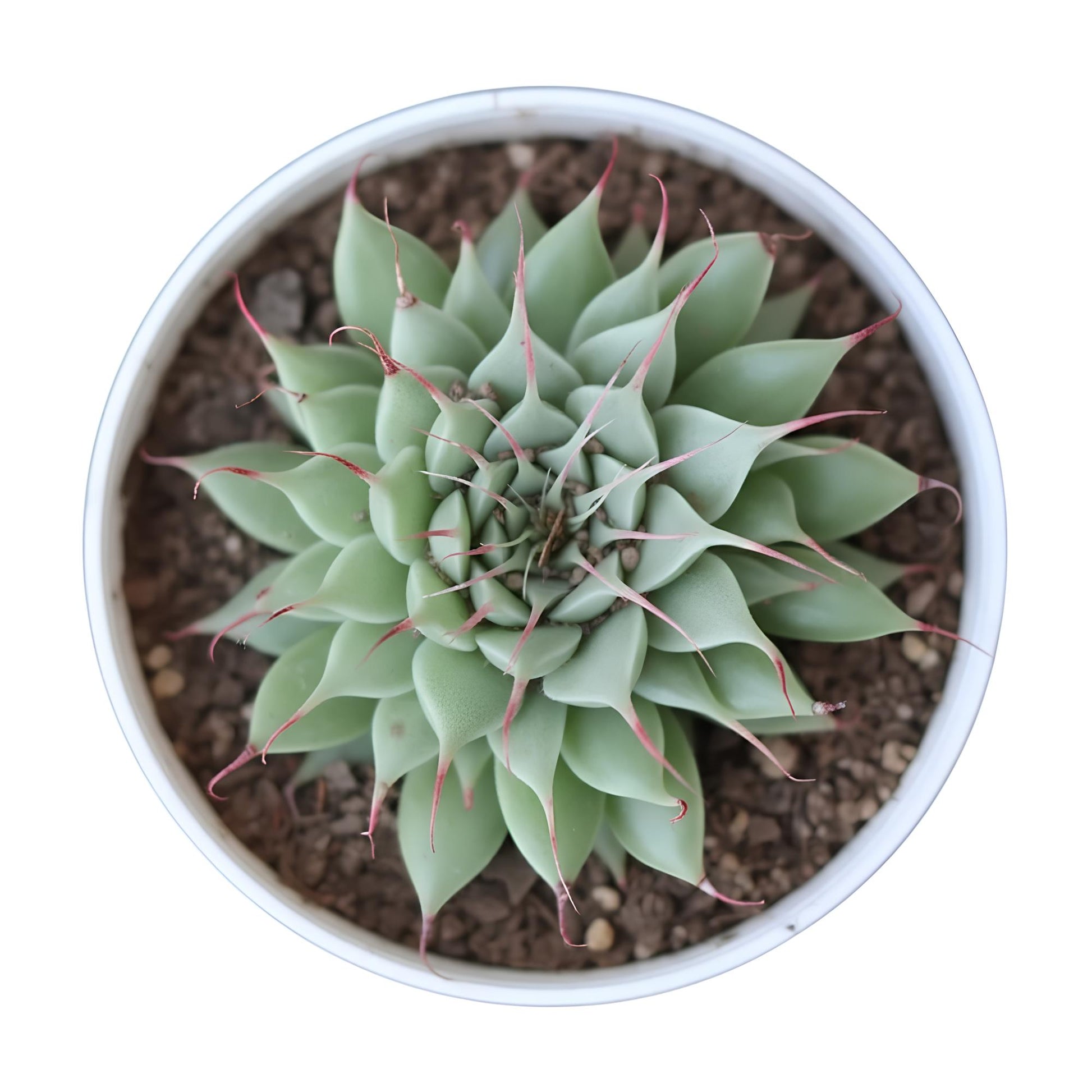Graptoveria Silver Star | Stunning Succulent with Silver Leaves