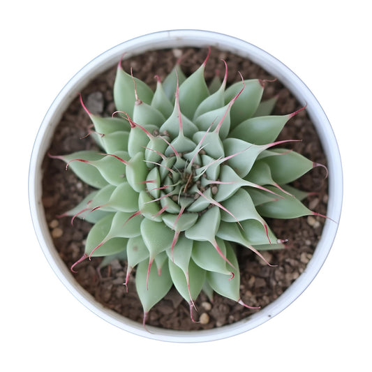 Graptoveria Silver Star | Stunning Succulent with Silver Leaves