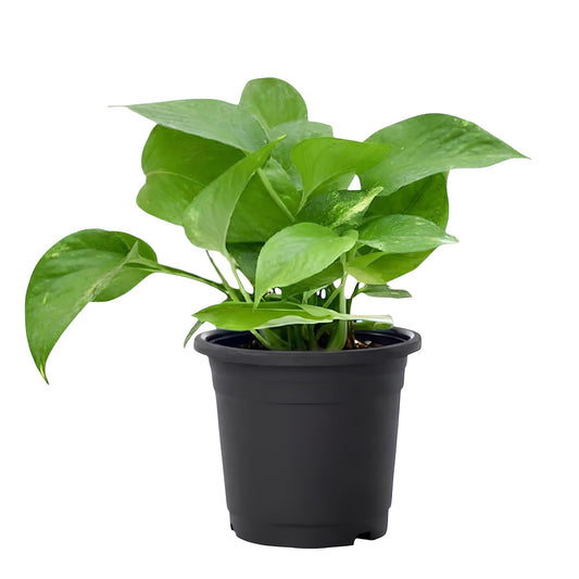 Green Pothos (Epipremnum aureum) | Low Maintenance Indoor Plant for Home & Office