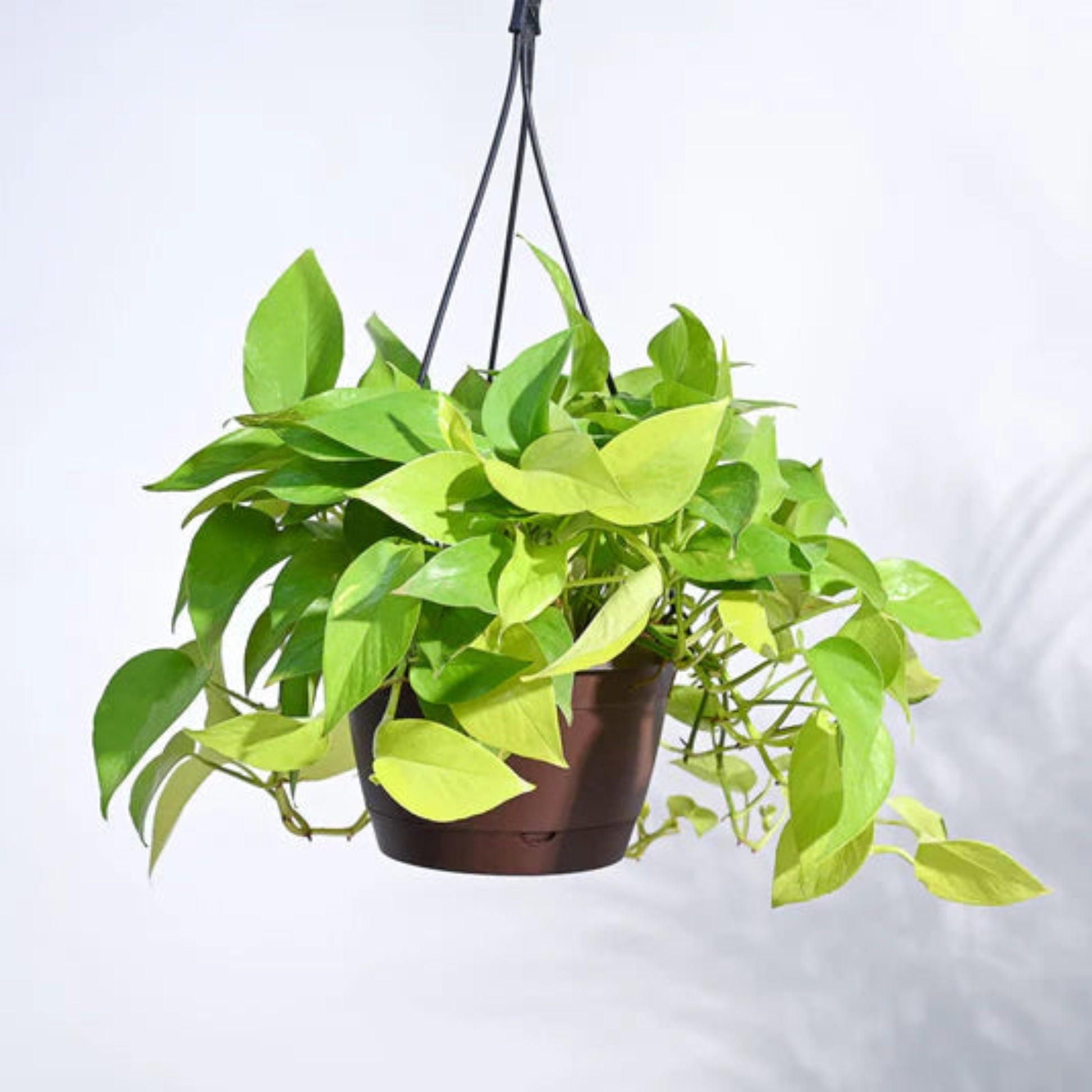 Hanging Pothos in trailing form from pot