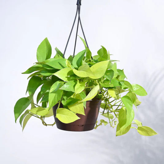 Hanging Pothos in trailing form from pot